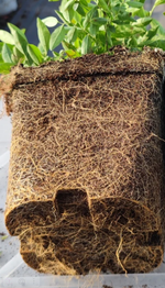 Голубика Блюджей