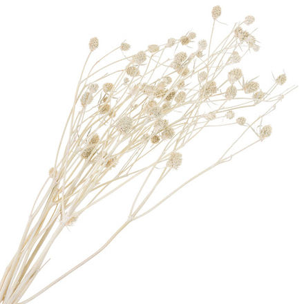 Сухоцветы набор "Эрингиум (Синеголовик)" H50см (5шт) (Белый)