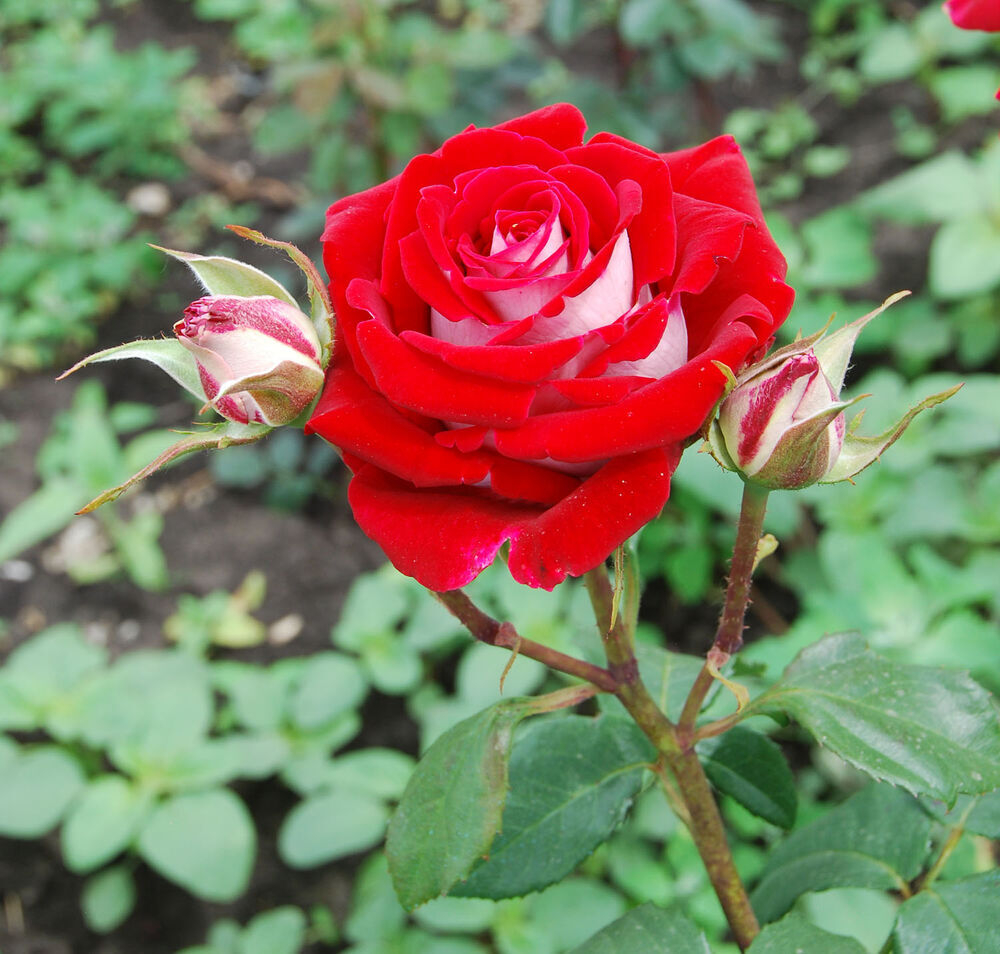 Роза чайно-гибридная Люксор С4