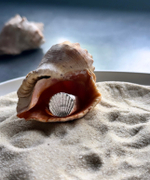 кольцо большая печатка ракушка