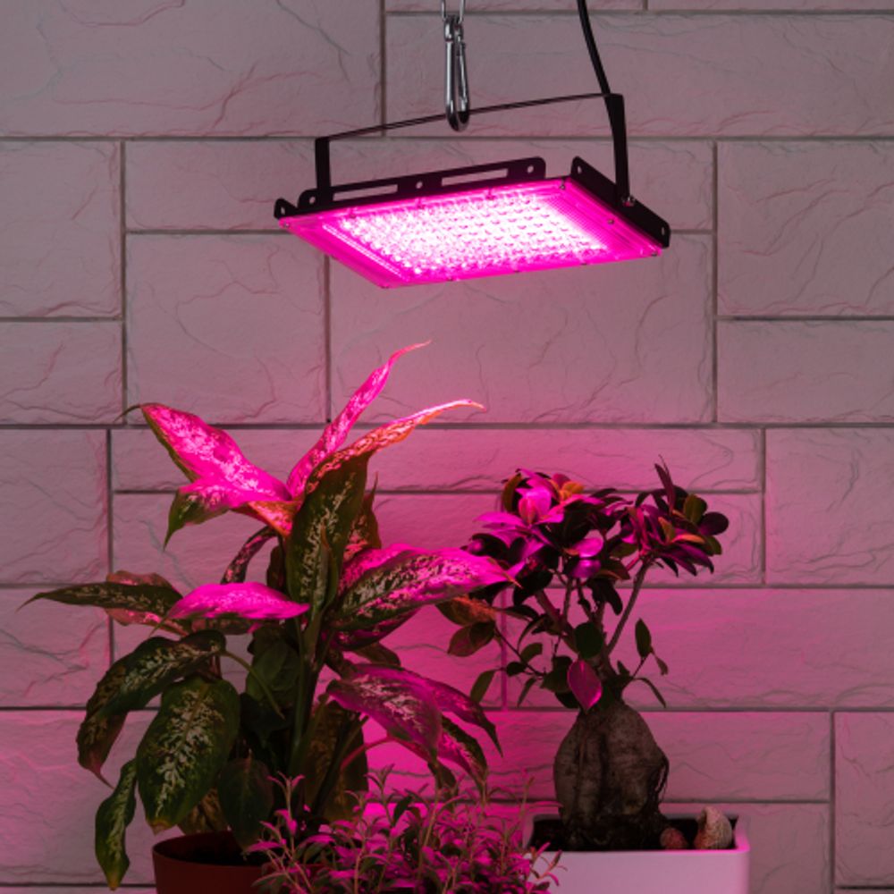 Фитопрожектор для растений светодиодный ЭРА FITO-80W-RB-LED-Y красно-синего спектра | Фито прожекторы