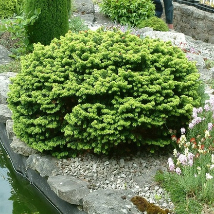 Пихта бальзамическая Нана