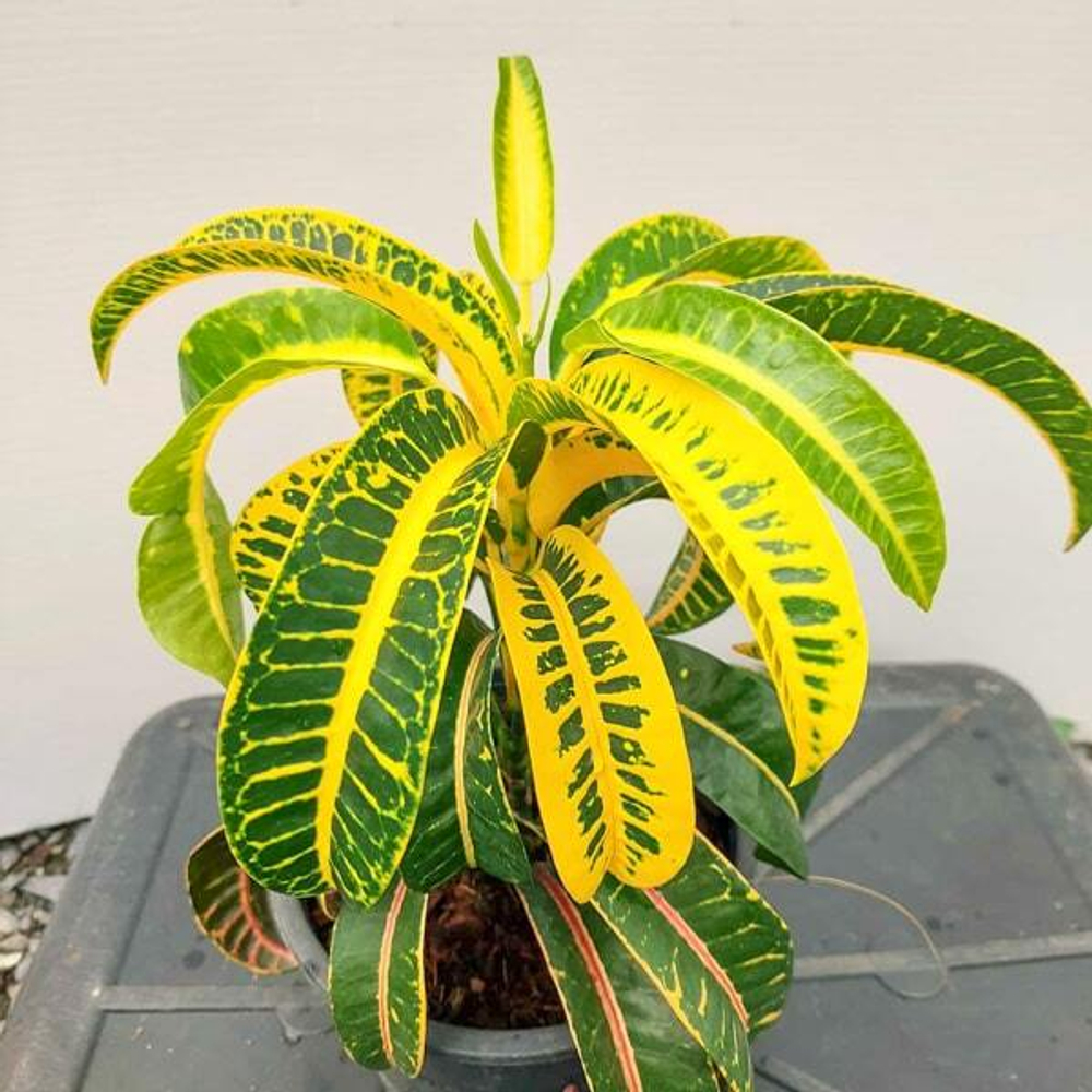 Кротон KHAO GAE