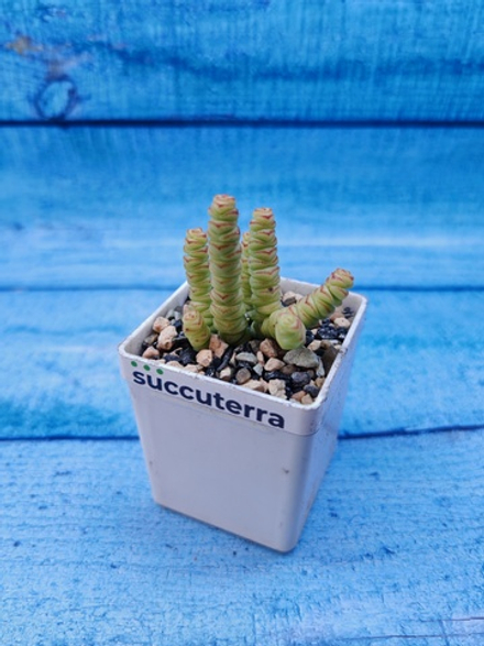 Crassula Marnieriana mini (Крассула)