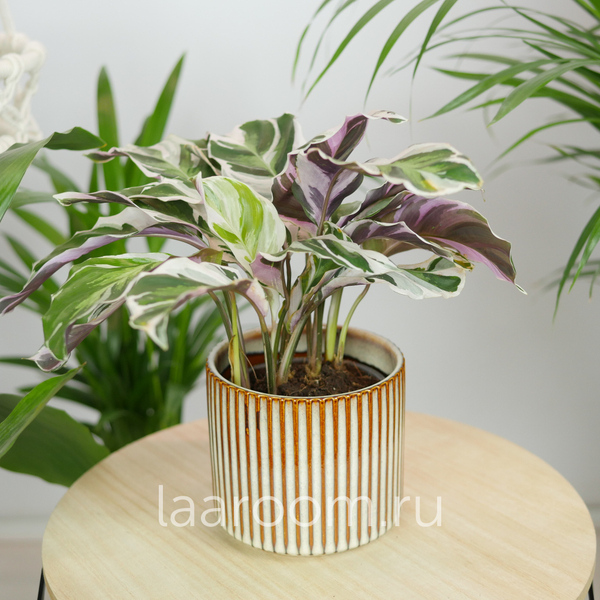 Калатея Фьюжн Вайт 10/20