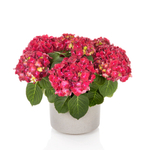 Hi Vulcano (Хай Вулкано) Р12 Европа 2029