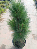 Сосна черная Грин Рокет С5 20-30