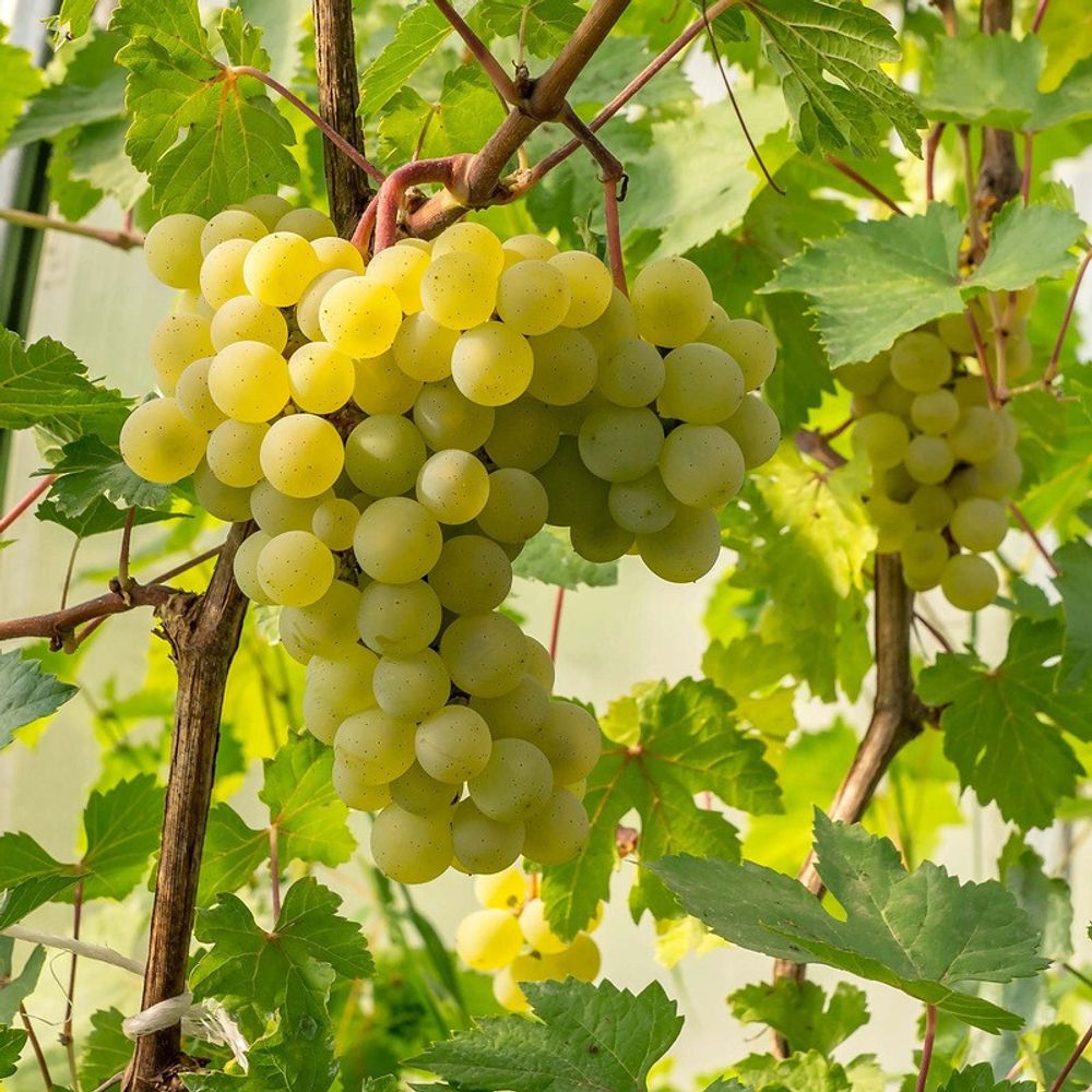 виноград фрумоаса албэ описание сорта фото