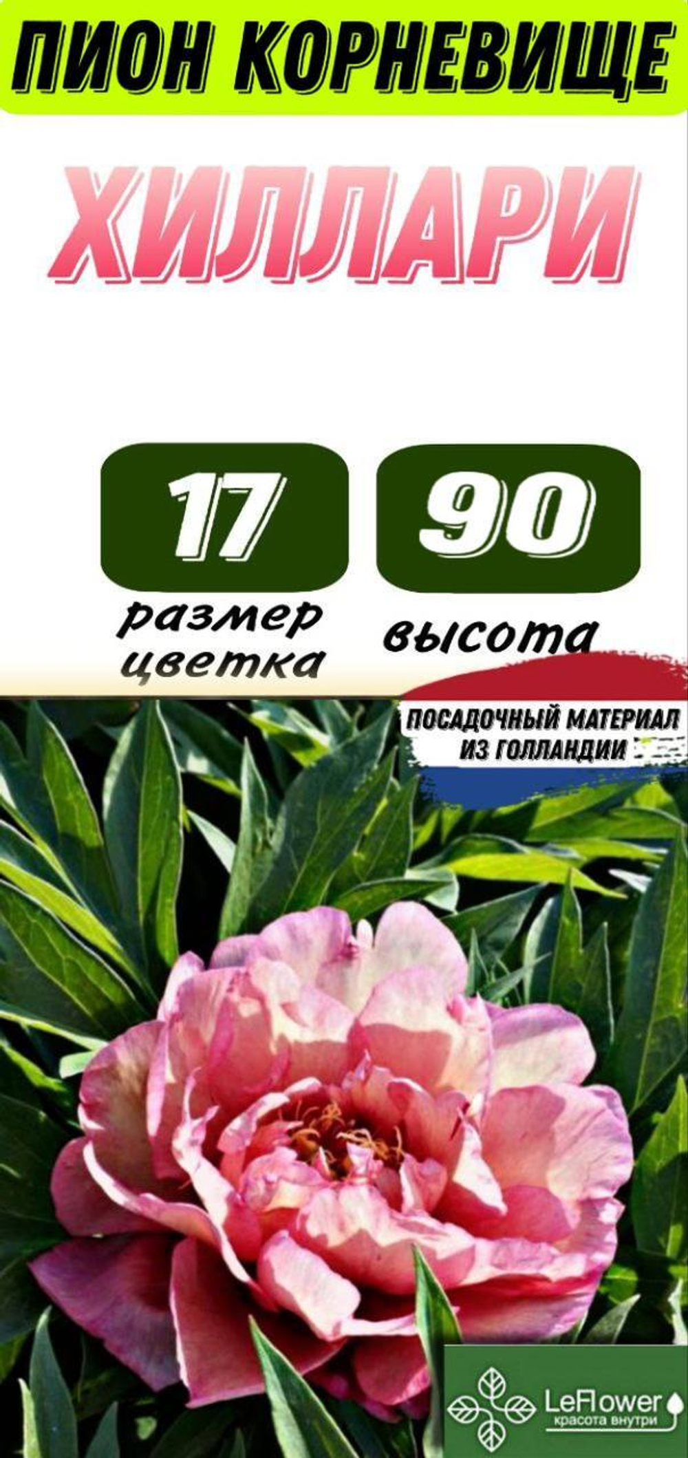 Пион Корневище, Хиллари, 1-3почки, 1шт