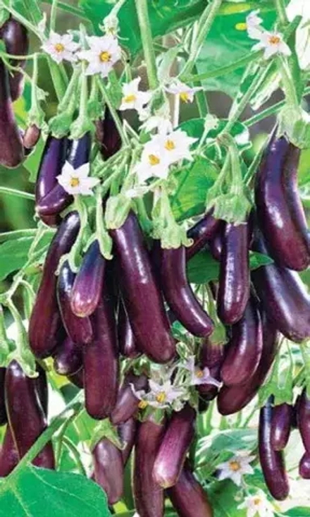 Баклажан Алмазный 20шт УрДачник