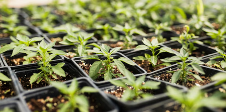 Всё для рассады. Торфяные таблетки, кассеты для рассады, стаканчики, мини-парники 