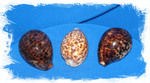 Ципрея Тигрис (Cypraea tigris)