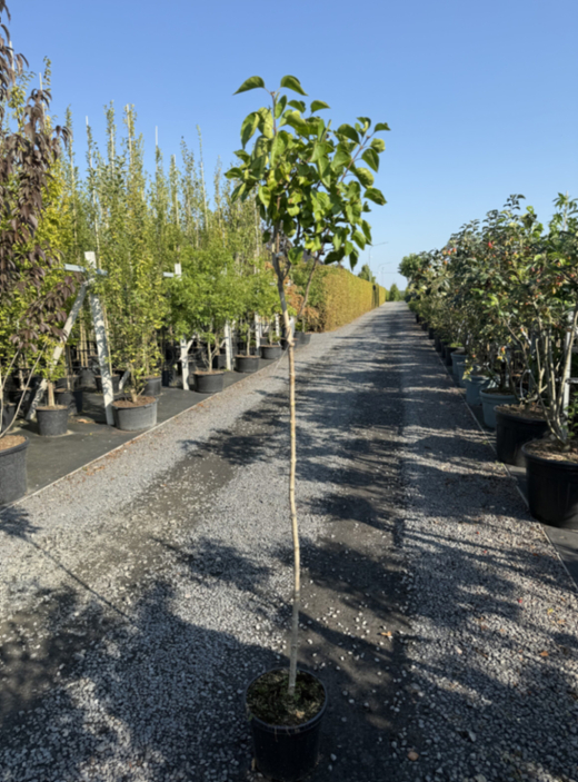 Сирень обыкновенная Сенсейшен штамб 120 см Закупка М66 апрель 2026