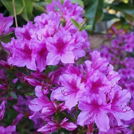 Азалия японская Блю Дануб