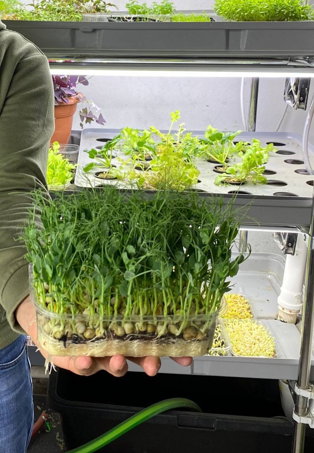 Горох зелёный Мадрас