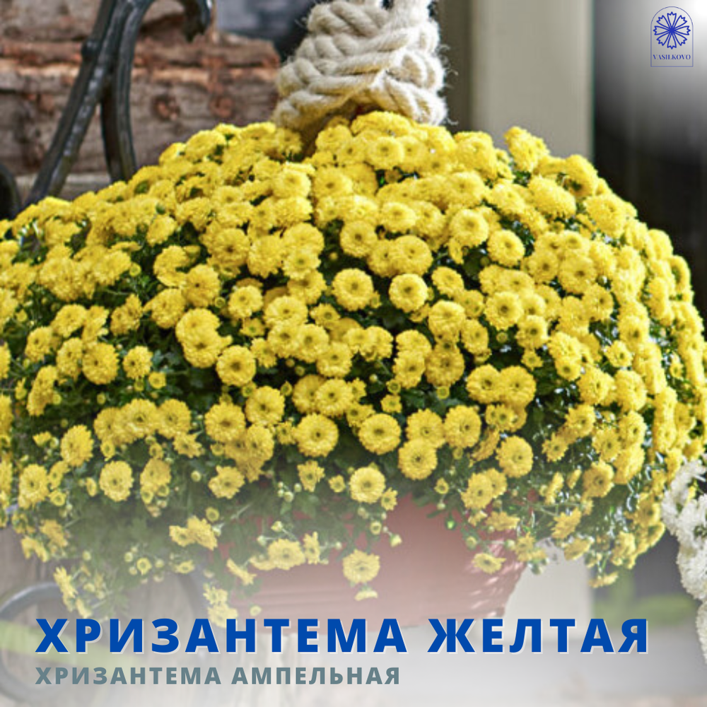 Желтая 34