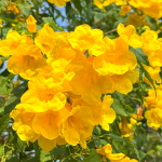 Текома прямостоячая желтая – Tecoma stans yellow