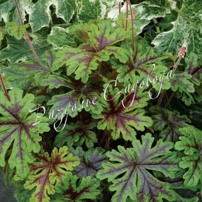 Гейхера гибридная Старберст (горшок 1л)