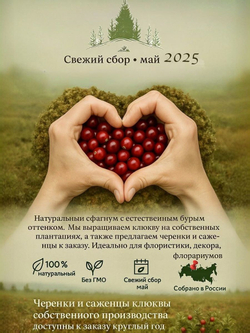 Мох Сфагнум