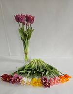 Тюльпаны лилиецветные / Арт 2525