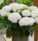 Doppio Fredo (Допио Фредо) Р12 Европа 2026