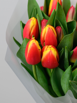 Тюльпаны микс