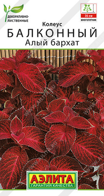 Колеус балконный Алый бархат 5шт Ц Аэлита