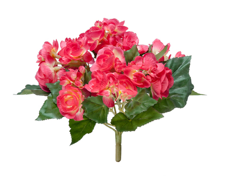 Бегония куст бордово-жёлтый