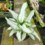 Диффенбахия UDOM NGERN