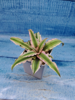 Cryptanthus Bivittatus Pink Starlite (Криптантус)