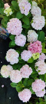 SWITCH THALASSA WHITEPINK / Таласса Уайт Пинк (Стандарт поставки Р9)2025г.