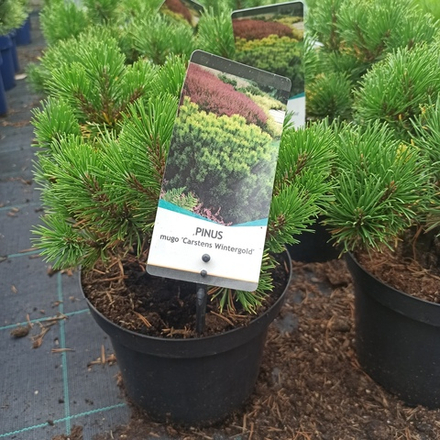 Сосна горная "Carstens Winter Gold"