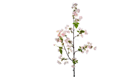 Ветка цветущей груши - Светло-розовый