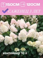 Меджикал Свит Саммер гортензия метельчатая