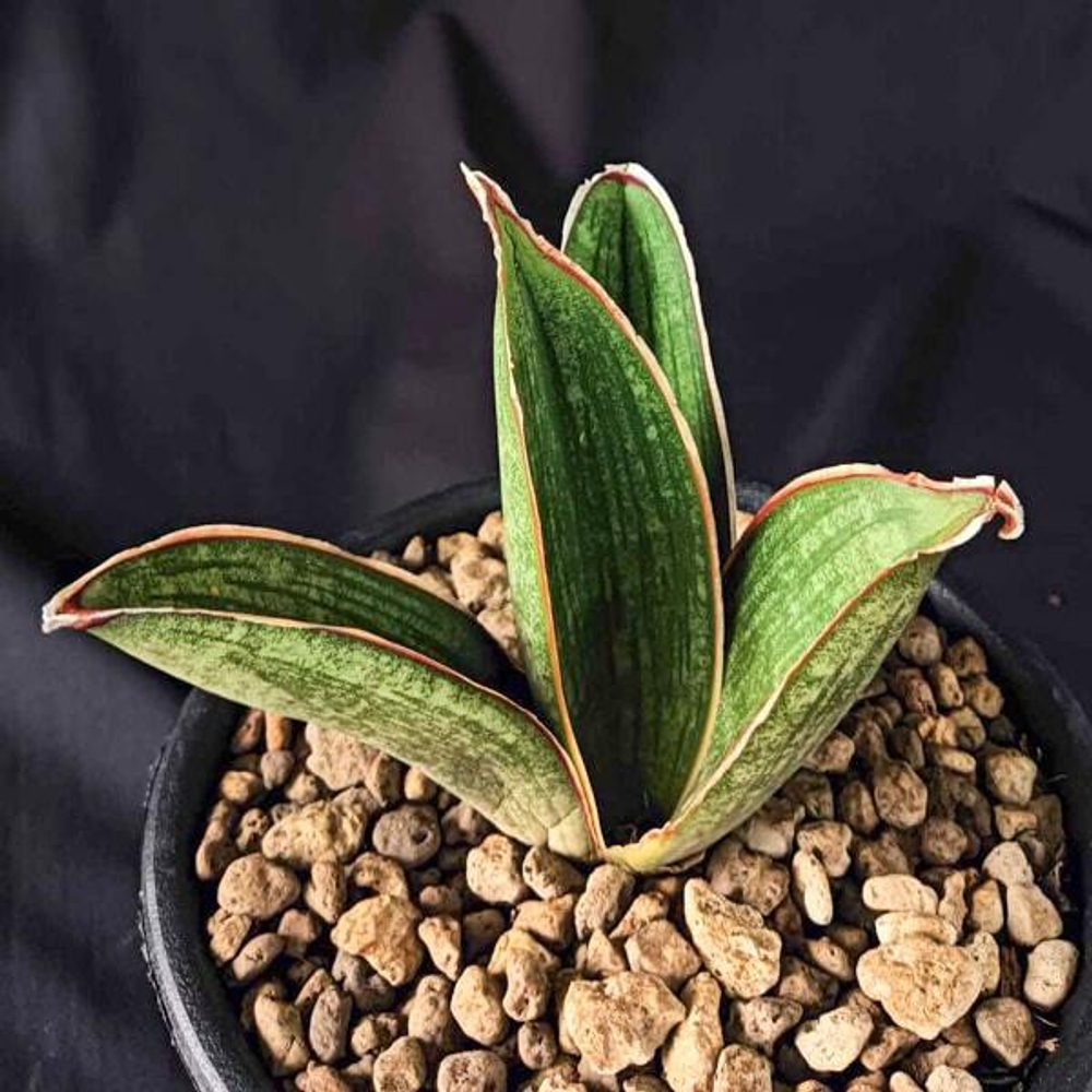 Сансевиерия ARMSTRONG