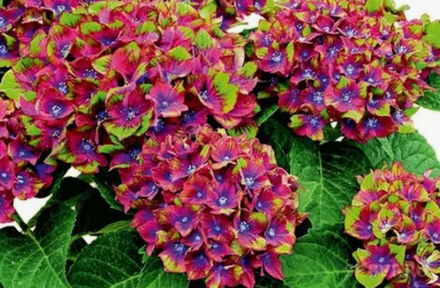 Крупнолистные зимостойкие