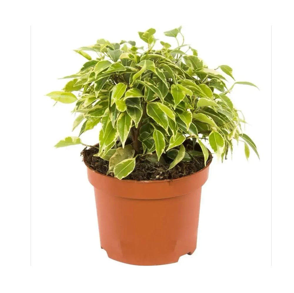 Фикус Бен Кинки