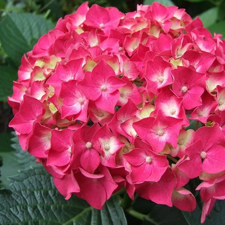 Forever & Ever Red/Фореве Энд Эвер Ред (Стандарт поставки Р9)2025г.