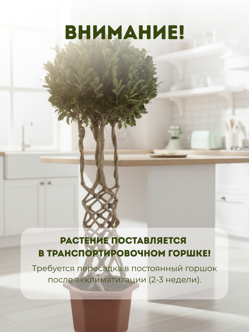 Фикус Dragon Pillar Ginseng д.43