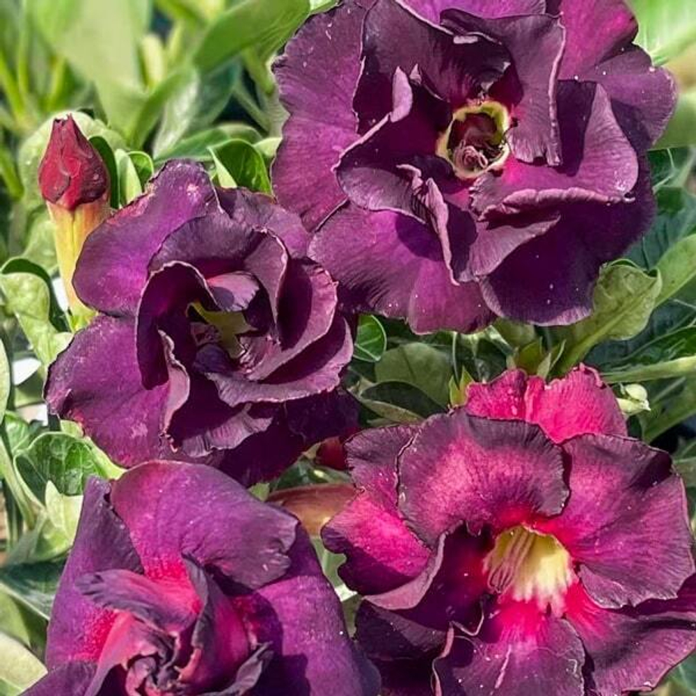 Адениум PURPLE IMMORTALITY – MUANG AMATA