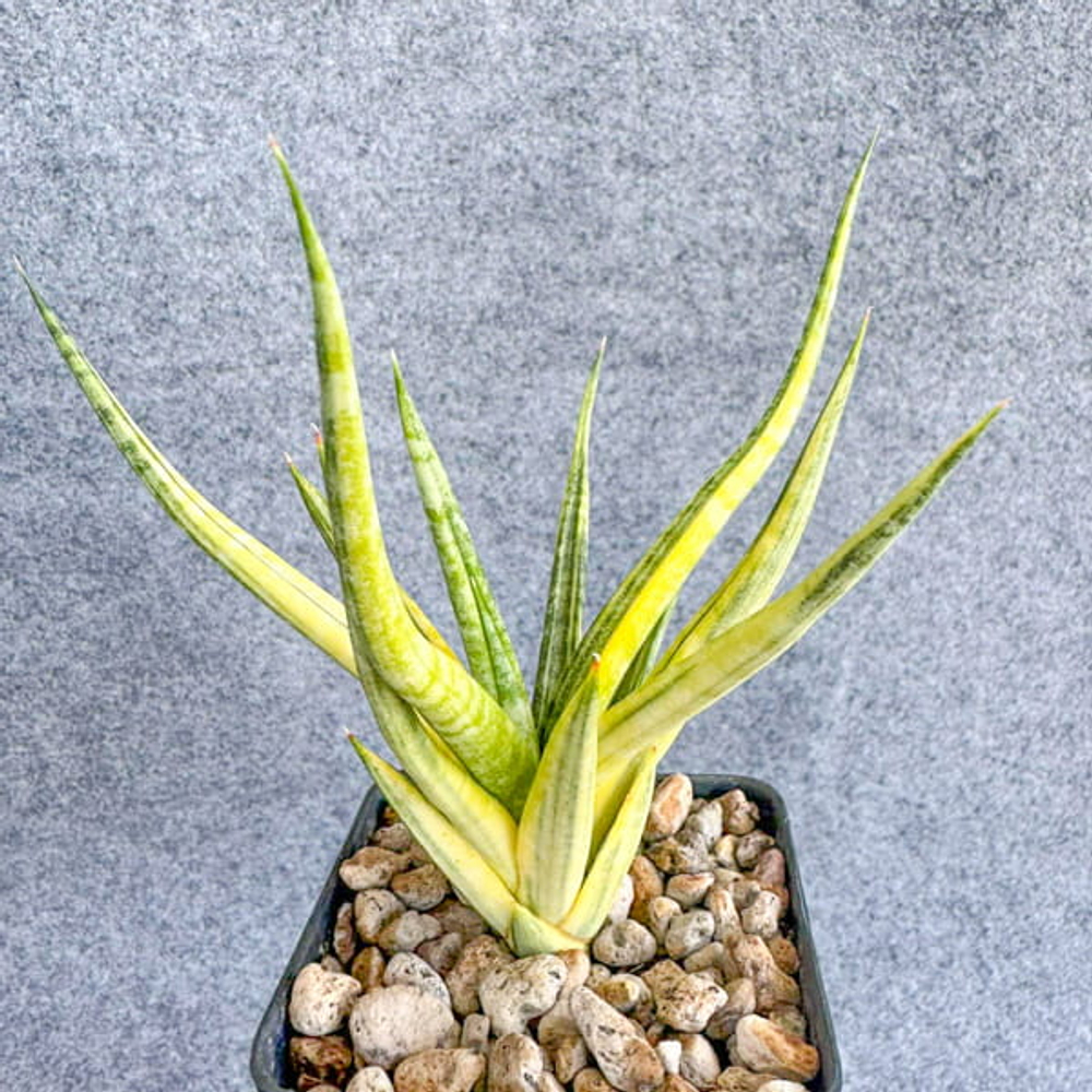 Сансевиерия BANLUE TORCH VAR s.L