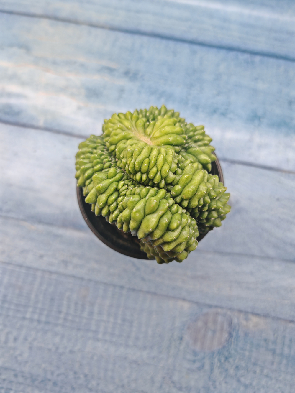 Gymnocalycium Spineless Crested form (Гимнокалициум Кристатный)