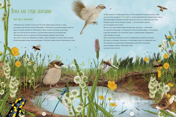 Лужа. Открываем многообразие мира, скрытого от нашего взора