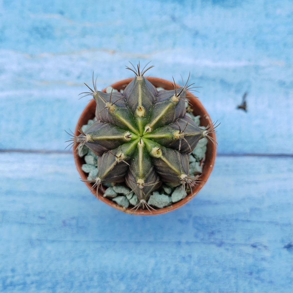 Gymnocalycium Friedrichii (Гимнокалициум)