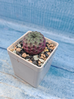 Sulcorebutia rauschii (Сулькоребуция)