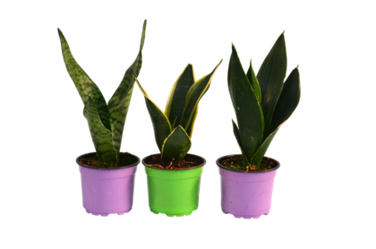 Сенполия д.12 СП