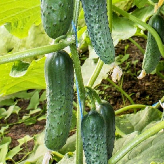 ГУННАР F1 семена огурца Enza Zaden цена – фото 3