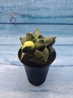 Astrophytum Myriostigma variagate (Астрофитум вариегатный)