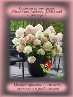 Гортензия Маленькая Любовь Литл Лав метельчатая