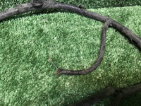 Проводка заднего бампера Москвич 3 (2022-н.в.)